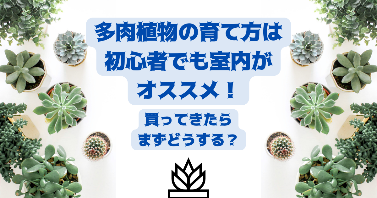 多肉植物の育て方は初心者でも室内がオススメ！買ってきたらまずどうする？