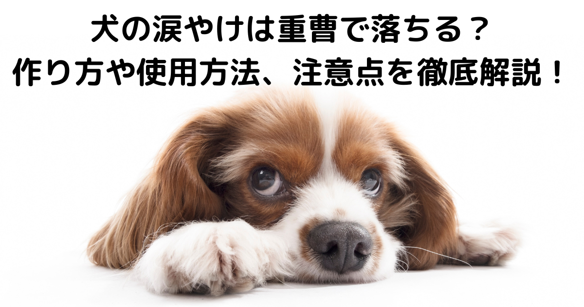 犬の涙やけは重曹で落ちる？作り方や使用方法、注意点を徹底解説！