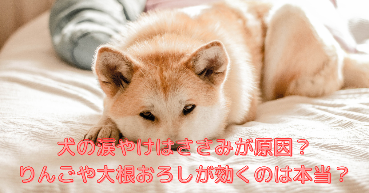 犬の涙やけはささみが原因？ りんごや大根おろしが効くのは本当？