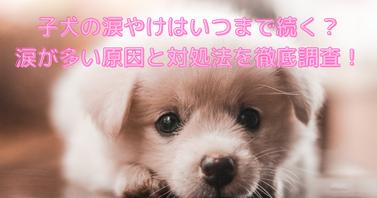 子犬の涙やけはいつまで続く？涙が多い原因と対処法を徹底調査！