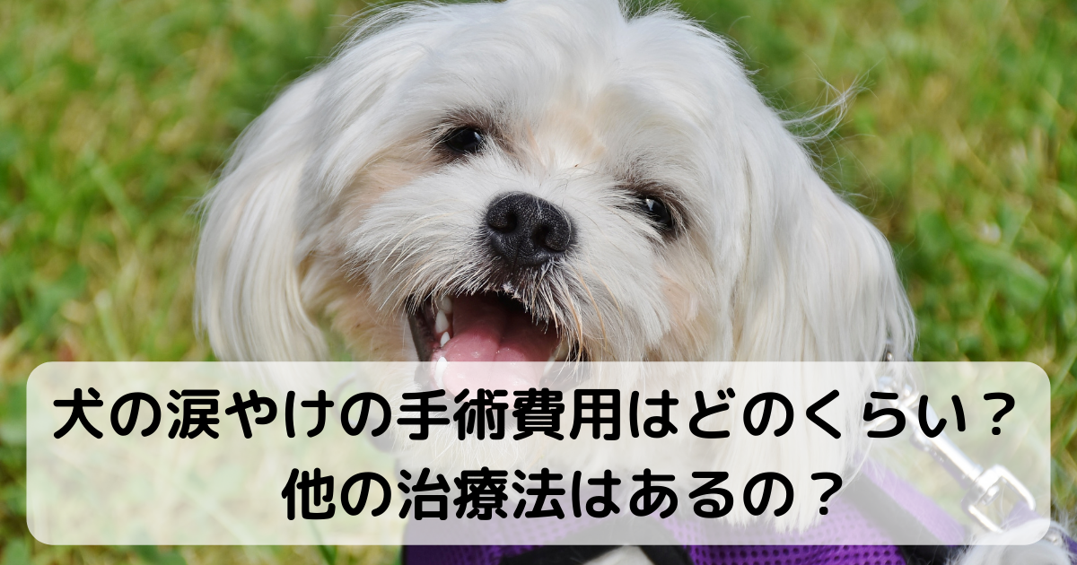 犬の涙やけの手術費用はどのくらい？他の治療法はあるの？