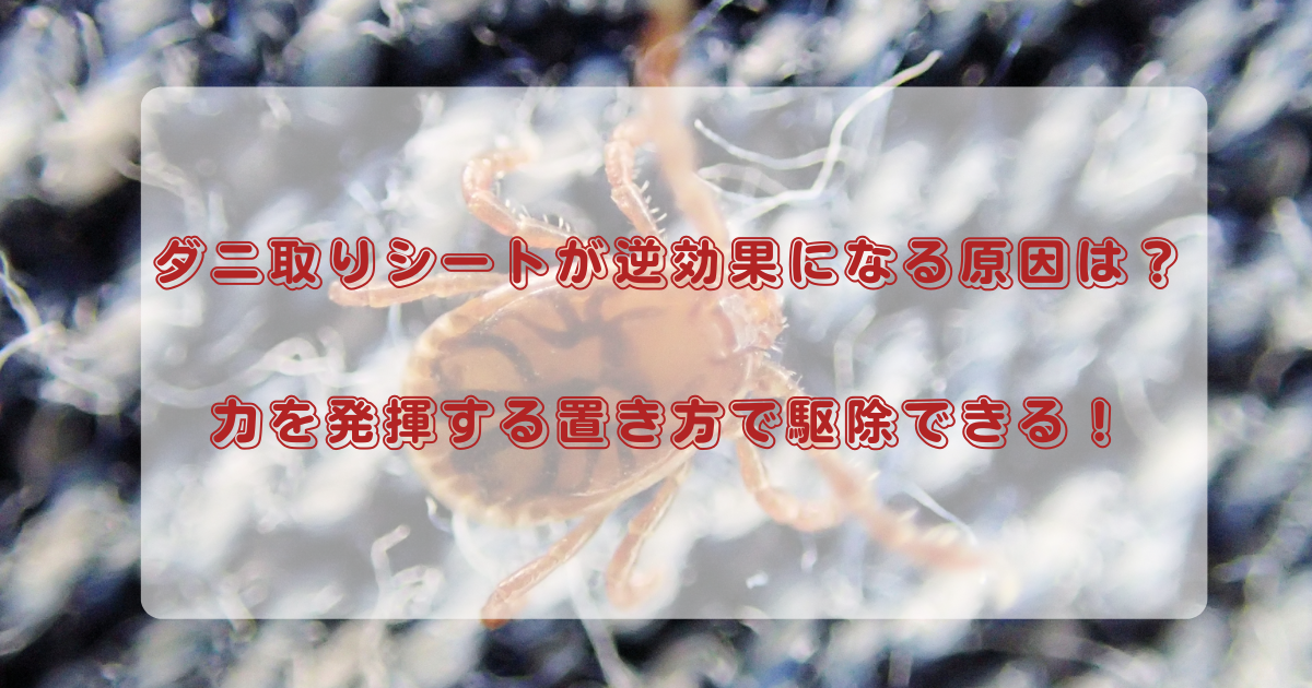 ダニ取りシートが逆効果になる原因は？力を発揮する置き方で駆除できる！